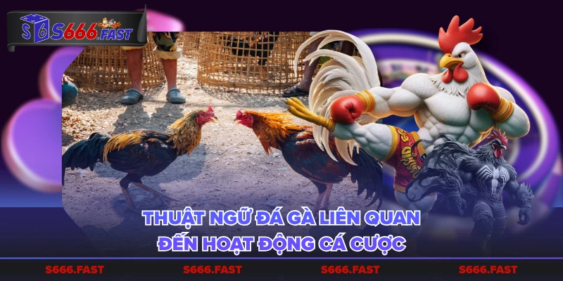 Thuật ngữ đá gà liên quan đến hoạt động cá cược